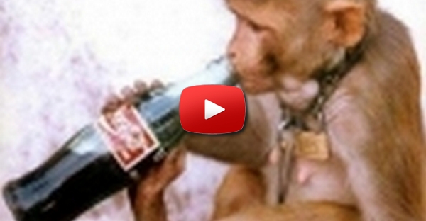 Macaco com sede
